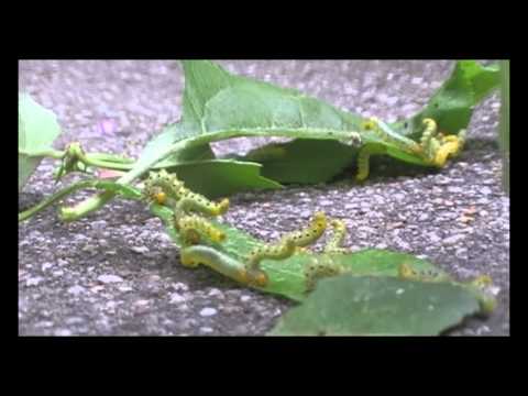 wtf is up with these caterpillars?
