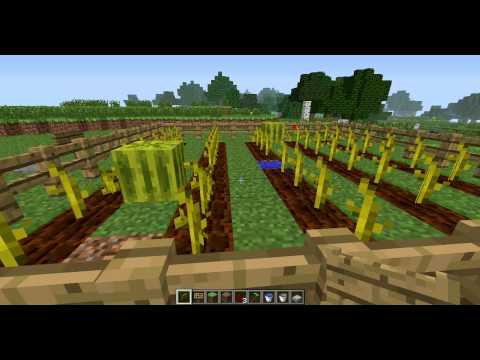 Melon farm
