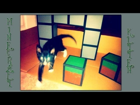 deadmau5 and My New Minecraft Kitten